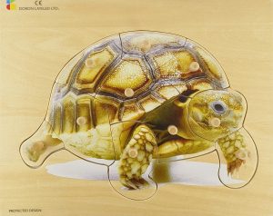 E72510420 -Turtle – 10 Pieces – N E W